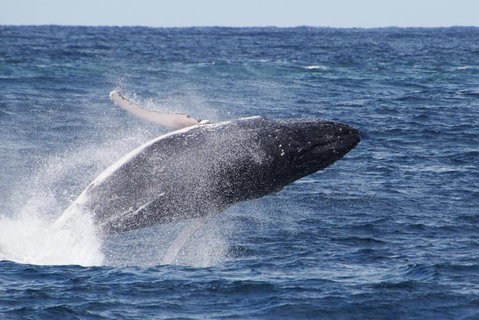 Whale Watching By Sea World Cruises - Accommodation Gold Coast 0