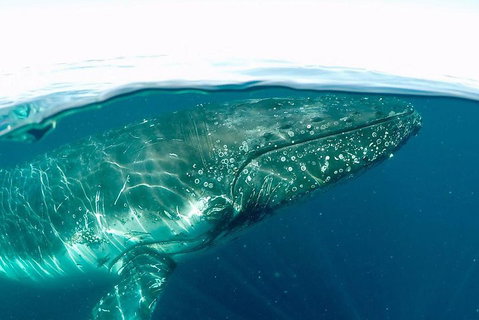 Whale Watching By Sea World Cruises - Accommodation Gold Coast 2
