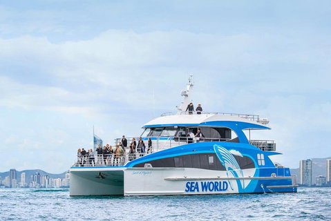Whale Watching By Sea World Cruises - Accommodation Gold Coast 3