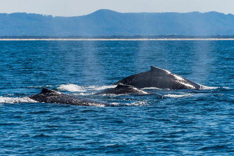 Whale Watching By Sea World Cruises - Accommodation Gold Coast 4