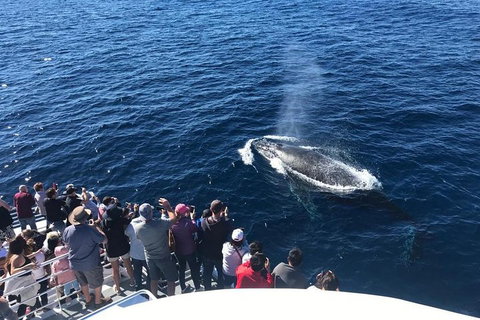 Whale Watching By Sea World Cruises - Accommodation Gold Coast 5