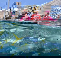 Outer Reef Pontoon Experience from Cairns - Accommodation Gold Coast
