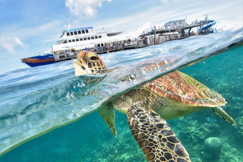 Outer Reef Pontoon Experience From Cairns - Accommodation Gold Coast 5