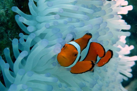 Seastar Luxury Outer Great Barrier Reef Island And Reef Tour From Cairns - Accommodation Gold Coast 0