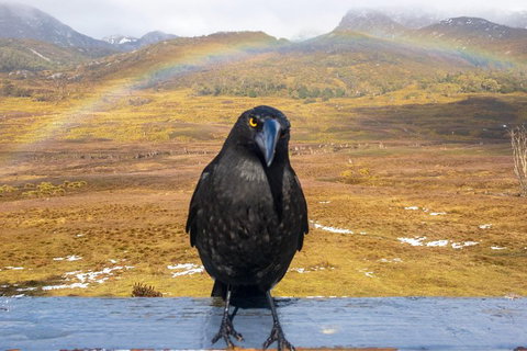 Cradle Mountain Park Explorer Guided Tour - Accommodation Gold Coast 2