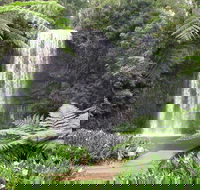 Private Daintree and Cape Tribulation Tour from Port Douglas - Accommodation Gold Coast