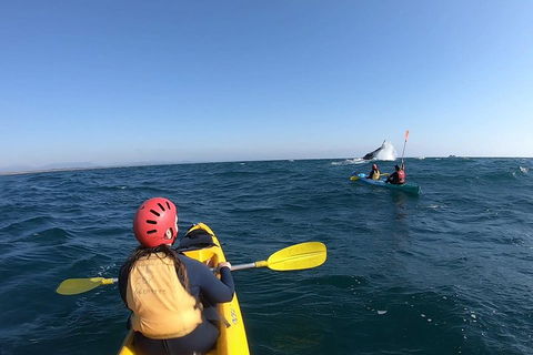 Kayaking With Dolphins In Byron Bay Guided Tour - Accommodation Gold Coast 3