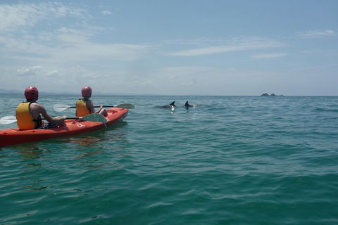 Kayaking With Dolphins In Byron Bay Guided Tour - Accommodation Gold Coast 4