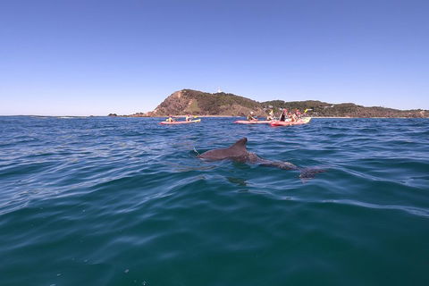 Kayaking With Dolphins In Byron Bay Guided Tour - Accommodation Gold Coast 5