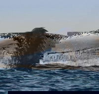Sydney Whale-Watching Cruise Including Lunch or Breakfast - Accommodation Gold Coast