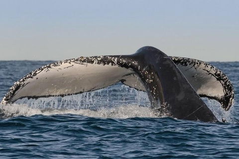Sydney Whale-Watching Cruise Including Lunch Or Breakfast - Accommodation Gold Coast 0