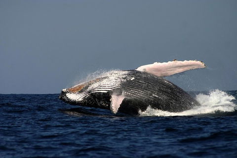 Sydney Whale-Watching Cruise Including Lunch Or Breakfast - Accommodation Gold Coast 1