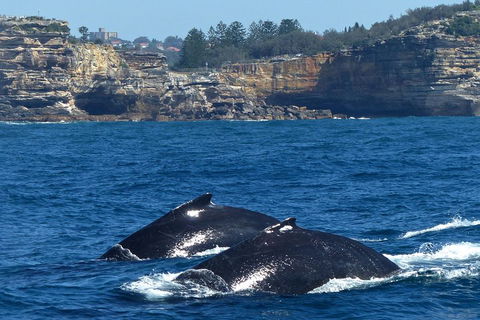 Sydney Whale-Watching Cruise Including Lunch Or Breakfast - Accommodation Gold Coast 2