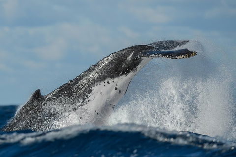 Sydney Whale-Watching Cruise Including Lunch Or Breakfast - Accommodation Gold Coast 4