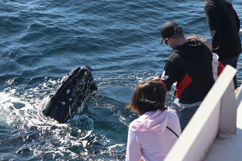 Sydney Whale-Watching Cruise Including Lunch Or Breakfast - Accommodation Gold Coast 5