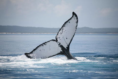 Hervey Bay Whale Watching Cruise - Accommodation Gold Coast 0