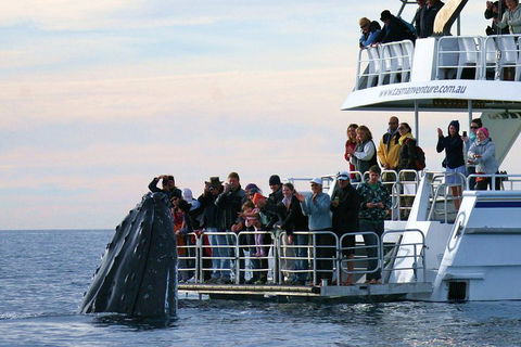 Hervey Bay Whale Watching Cruise - Accommodation Gold Coast 1