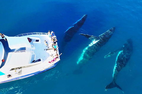 Hervey Bay Whale Watching Cruise - Accommodation Gold Coast 3