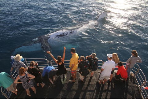 Hervey Bay Whale Watching Cruise - Accommodation Gold Coast 4