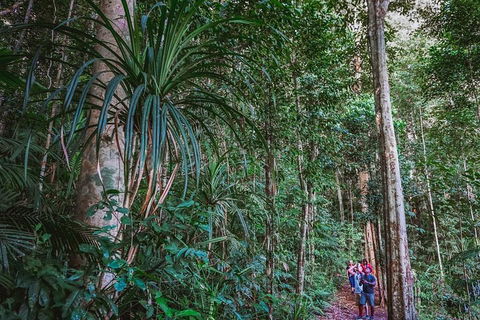 Atherton Tablelands Rain Forest By Night From Cairns - Accommodation Gold Coast 0