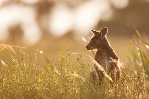 Blue Mountains Day Tour With Wildlife At Sunset From Sydney - Accommodation Gold Coast 2