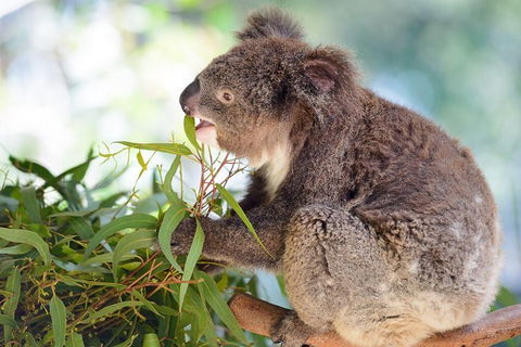Blue Mountains Private Tour With Kangaroos & Koala Encounter - Accommodation Gold Coast 0