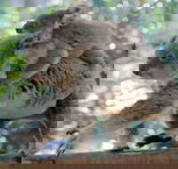 Lone Pine Koala Sanctuary Admission with Brisbane River Cruise - 1 Gold Coast