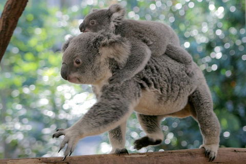 Lone Pine Koala Sanctuary Admission With Brisbane River Cruise - Accommodation Gold Coast 0