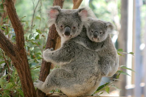 Lone Pine Koala Sanctuary Admission With Brisbane River Cruise - Accommodation Gold Coast 3