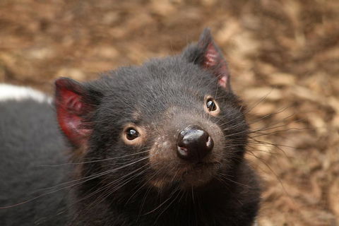 Day Tour In Mt. Field, Mt. Wellington, Bonorong Wildlife Sanctuary And Richmond - Accommodation Gold Coast 4