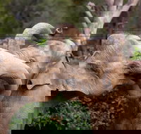 Melbourne Zoo General Entry Ticket - Accommodation Gold Coast