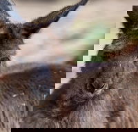 Australian Wildlife Tour at Melbourne Zoo Ticket - Accommodation Gold Coast