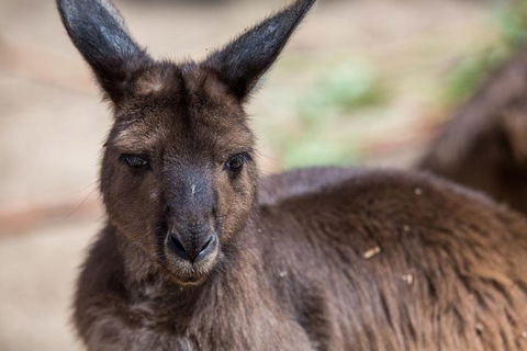 Australian Wildlife Tour At Melbourne Zoo Ticket - Accommodation Gold Coast 0