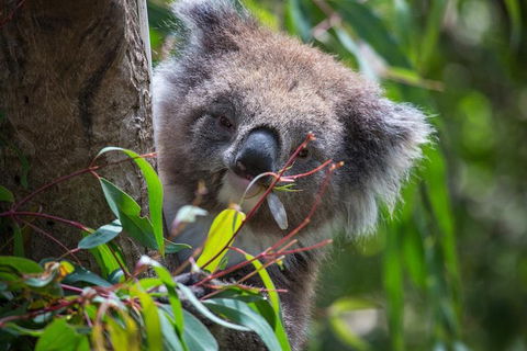 Australian Wildlife Tour At Melbourne Zoo Ticket - Accommodation Gold Coast 1