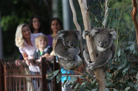 Australian Wildlife Tour At Melbourne Zoo Ticket - Accommodation Gold Coast 2