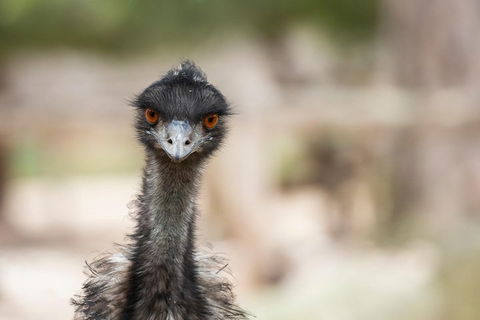 Australian Wildlife Tour At Melbourne Zoo Ticket - Accommodation Gold Coast 3