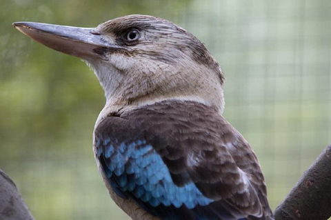 Australian Wildlife Tour At Melbourne Zoo Ticket - Accommodation Gold Coast 4