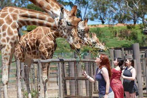 Slumber Safari At Werribee Open Range Zoo - Accommodation Gold Coast 3