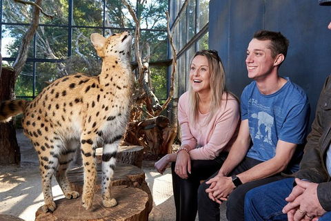 African Cat Encounter At Werribee Open Range Zoo - Accommodation Gold Coast 0