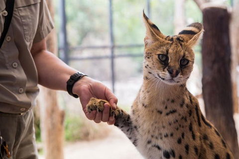 African Cat Encounter At Werribee Open Range Zoo - Accommodation Gold Coast 1