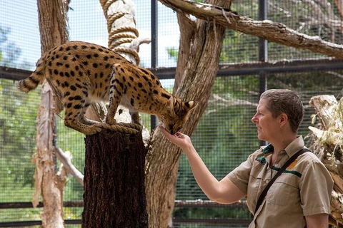 African Cat Encounter At Werribee Open Range Zoo - Accommodation Gold Coast 2