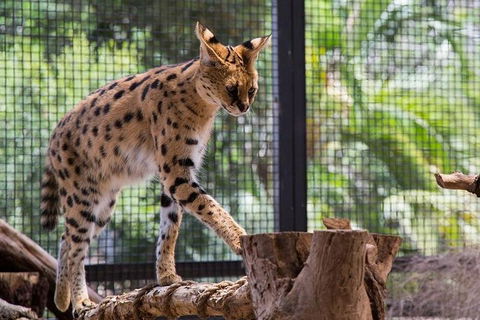 African Cat Encounter At Werribee Open Range Zoo - Accommodation Gold Coast 3