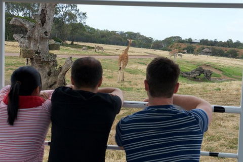 Off-Road Safari At Werribee Open Range Zoo - Accommodation Gold Coast 4