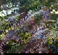 Werribee Open Range Zoo General Admission Ticket - Accommodation Gold Coast