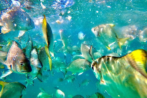 Moreton Island Day Trip (Kayak, Snorkel & Sandboard) Frm Brisbane Or Gold Coast - Gold Coast 4U 1