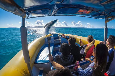 Ocean Rafting Tour To Whitehaven Beach, Hill Inlet Lookout & Top Snorkel Spots - Accommodation Gold Coast 4
