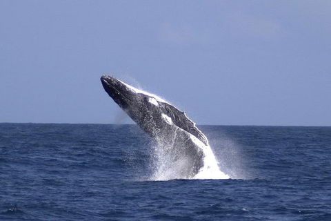 Tangalooma Island Resort Whale Watching Day Cruise - Accommodation Gold Coast 4