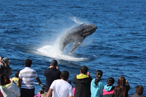 Tangalooma Island Resort Whale Watching Day Cruise With Dolphin Viewing - Accommodation Gold Coast 1