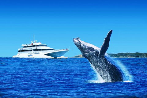 Tangalooma Island Resort Whale Watching Day Cruise With Dolphin Viewing - Accommodation Gold Coast 2