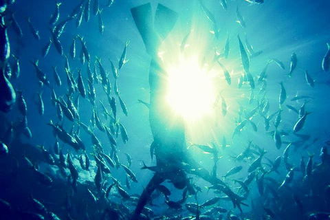 2-Day Whitsundays Sailing Adventure: SV Whitehaven - Accommodation Gold Coast 1